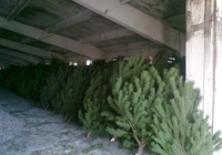 НАШИ КРАСАВИЦЫ В 2021 ГОДУ