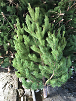 РАЗМЕР СОСНЫ ОТ 1,5 м.