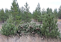 ЗАГОТОВКА СОСНЫ 2021 ГОД