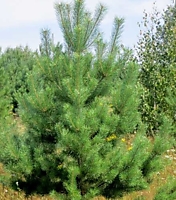 ОТБОРНАЯ СОСНА 1,8 м.