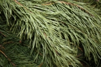 ЦВЕТ СОСНЫ ТОЛЬКО ЗЕЛЁНЫЙ